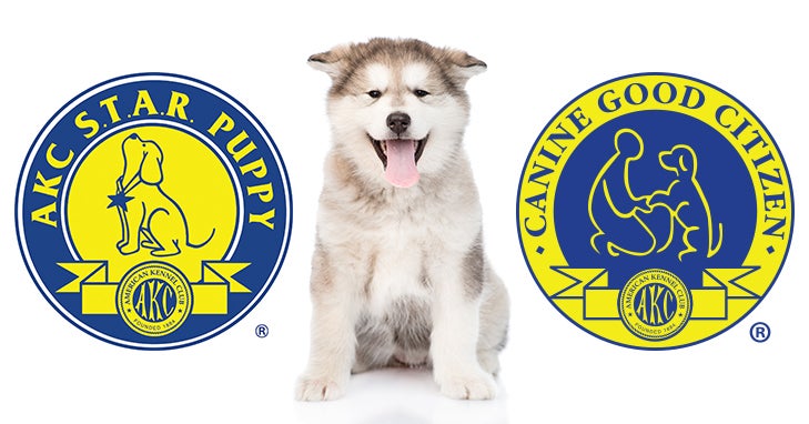 AKC S.T.A.R. Puppy and CGC Pledge