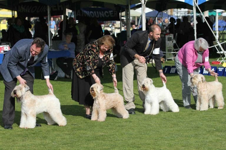 III. What is Conformation in Relation to Dog Shows?