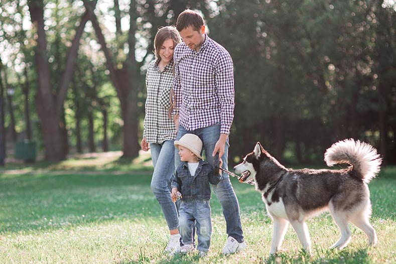 Family with a young boy walking a Siberian Husky