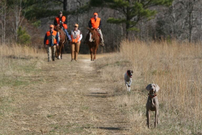 Weimaraner in a field with a hunting team behind on horseback.