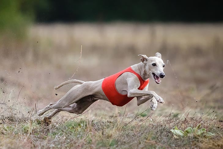 Beginner's Guide to Lure Coursing