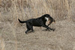 retriever hunting tests