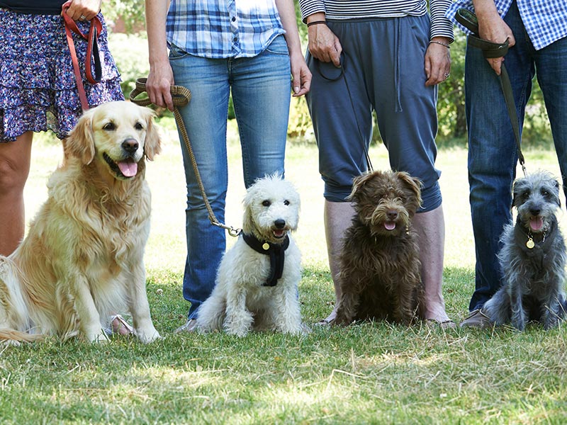 Obedience class of dogs and their owners.