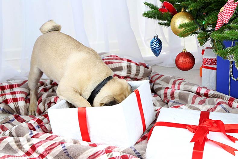 Pug opening a holiday gift in front of a Christmas tree