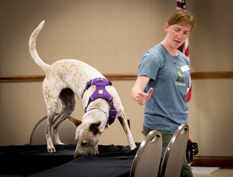 Dog Exercise Equipment: How it Works and When to Use It