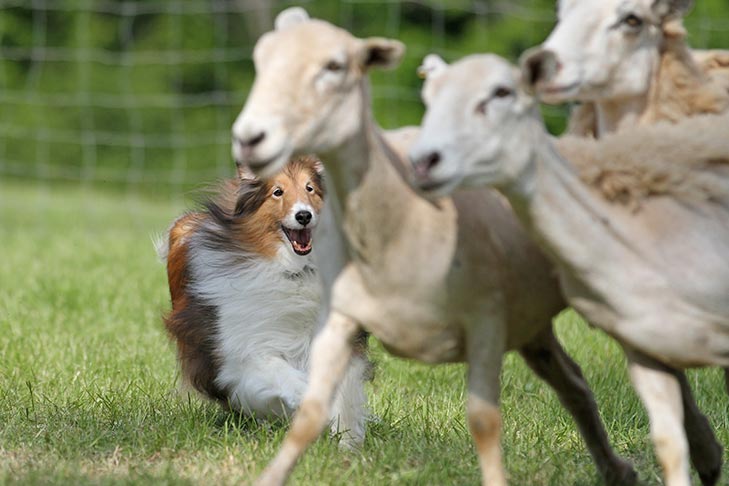 What Types Of Dogs Are Herding Dogs