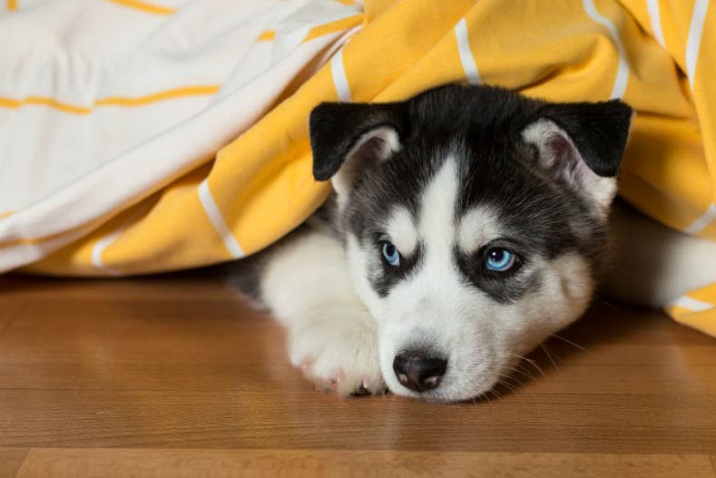 What Happens If You Sneak a Dog Into Your Apartment? – American Kennel Club