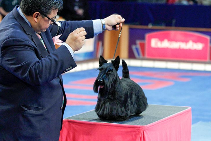 Reserve Best in Show, Terrier Group First, and Best of Breed: GCH CH Round Town Queen Of Hearts Of Maryscot (Queenie), Scottish Terrier, handled by Gabriel Rangel; 2015 AKC Eukanuba National Championship, Orlando, FL.
