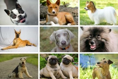 9 Dog Breeds With Cool Nicknames
