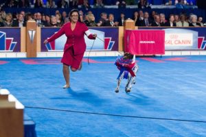 conformation dog shows