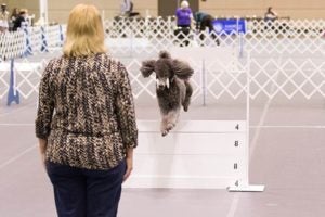 Poodle retrieving a dumbbell in an Obedience trial.
