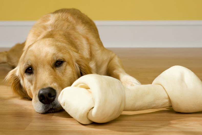 A Look At The Best Rawhide Dog Chews And Treats