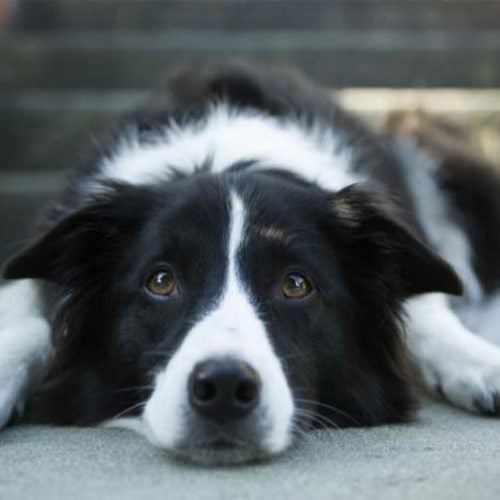 can i train my dog to be a seizure alert dog