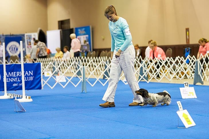 AKC Rally® Dog Sport for All Dogs and Owners - American Kennel Club