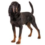 Black and Tan Coonhound standing in three-quarter view on a white background.