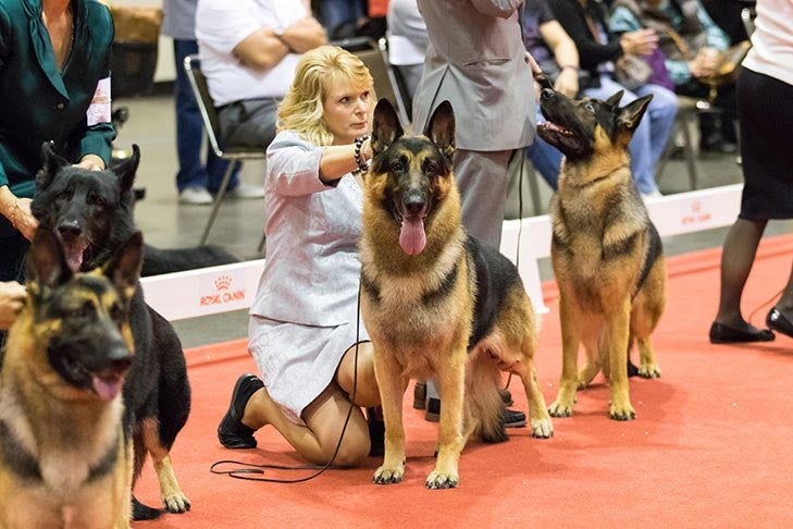German Shepherd breed show at the 2016 AKC National Championship presented by Royal Canin in Orlando, FL.