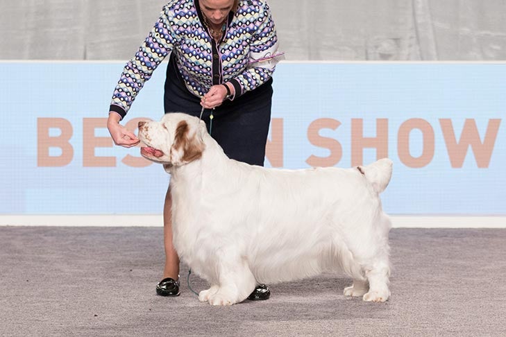 Sporting Group First and Best of Breed: GCHS CH Clussexx Man Of Steel, Clumber Spaniel; 2016 AKC National Championship Best in Show lineup, Orlando, FL.