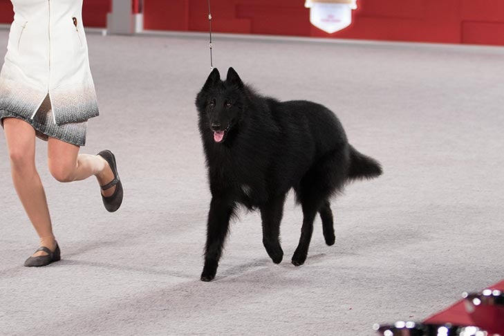 Herding Group Third and Best of Breed: GCHB CH Sumerwynd's Amadeus Of Inchallah, Belgian Sheepdog; 2016 AKC National Championship presented by Royal Canin Herding Group judging, Orlando, FL.