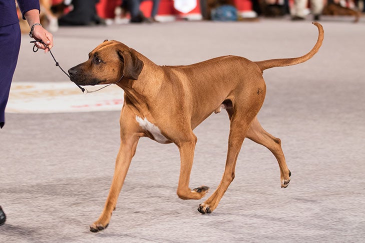 parkere ål Springboard The Rhodesian Ridgeback: 10 Facts About These South African Hounds