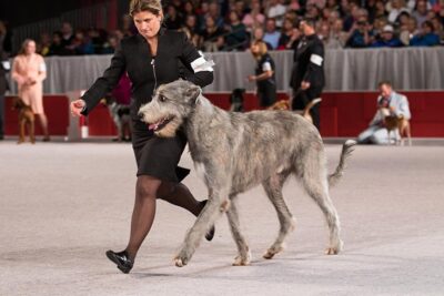 Best of Breed, Best of Winners, Winners Dog, and AMBRED- -D-1: Kellykerry Keiran Of Aerie, Irish Wolfhound; Hound Group judging at the 2016 AKC National Championship presented by Royal Canin in Orlando, FL.