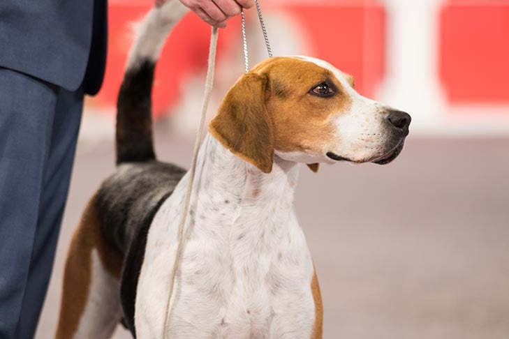 Best of Breed: CH Taillis Au Tarrant Tamsall, English Foxhound; Hound Group judging at the 2016 AKC National Championship presented by Royal Canin in Orlando, FL.