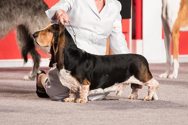 Best of Breed: GCHG CH By U Cal's Monkey On The Bayou, Basset Hound; Hound Group judging at the 2016 AKC National Championship presented by Royal Canin in Orlando, FL.