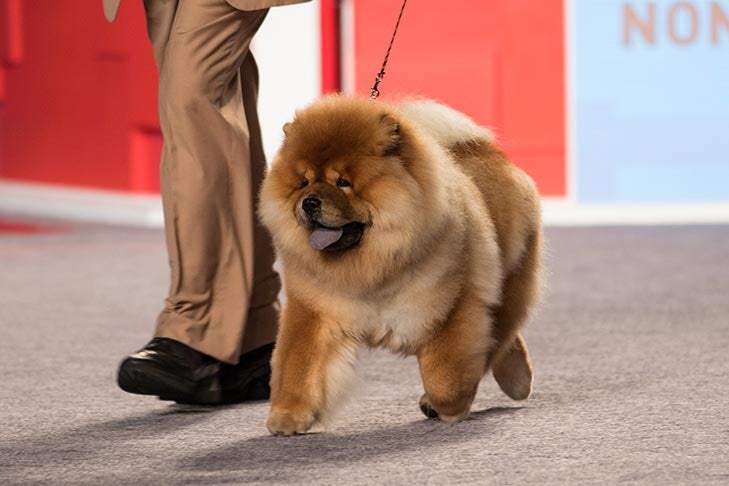 Non-Sporting Group Second, BBE Non-Sporting Group Third, Best of Breed, and Best Bred By in Breed/Variety: GCH CH Eastern Magic Historial Moment, Chow Chow; Non-Sporting Group judging at the 2016 AKC National Championship presented by Royal Canin in Orlando, FL.