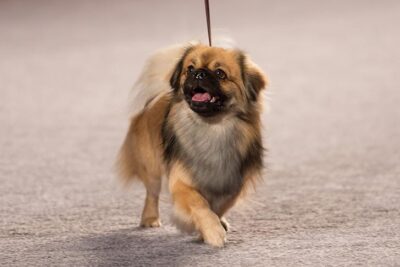 Best of Breed: GCHS CH Kan Sing's Ambrier's Manaslu V. Altnaharra, Tibetan Spaniel; Non-Sporting Group judging at the 2016 AKC National Championship presented by Royal Canin in Orlando, FL.