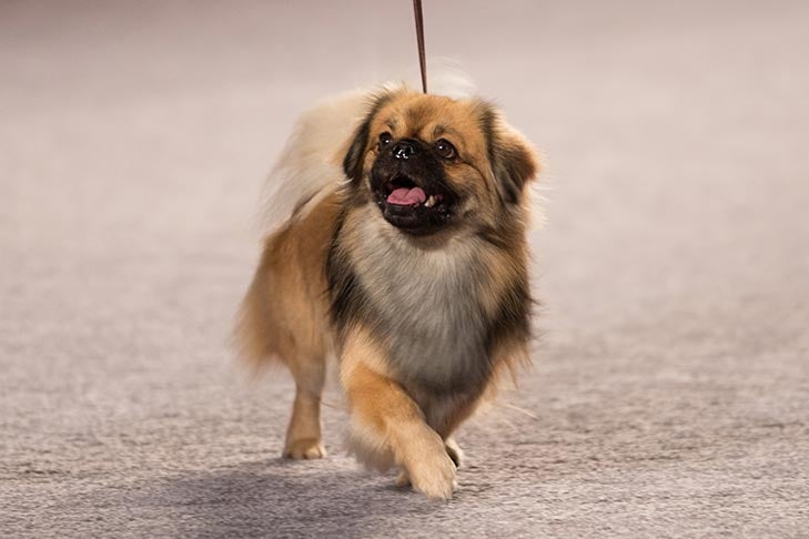 Best of Breed: GCHS CH Kan Sing's Ambrier's Manaslu V. Altnaharra, Tibetan Spaniel; Non-Sporting Group judging at the 2016 AKC National Championship presented by Royal Canin in Orlando, FL.