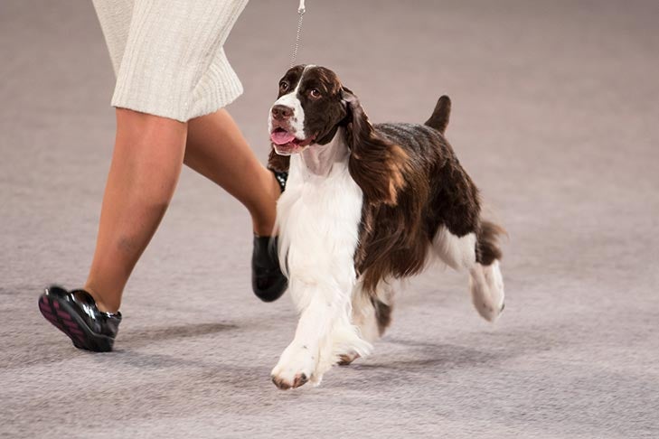 Sporting Group Third and Best of Breed: GCH CH Random Legacy Dylan Du Revention, Spaniel (English Springer); Sporting Group judging at the 2016 AKC National Championship presented by Royal Canin in Orlando, FL.