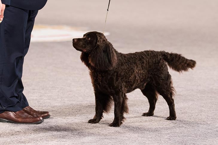 Best of Breed: GCHS CH Carolina's Running With The Hare BN RN SH JHR, Spaniel (American Water); Sporting Group judging at the 2016 AKC National Championship presented by Royal Canin in Orlando, FL.