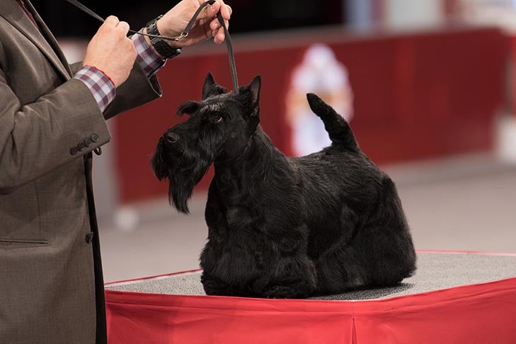 Best of Breed: GCHS CH Kelwyn's Warrior Princess CA, Scottish Terrier; Terrier Group judging at the 2016 AKC National Championship presented by Royal Canin in Orlando, FL.