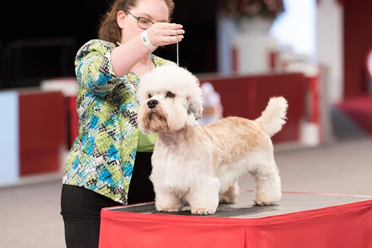 Best of Breed: GCH CH Aranisle Star Of San Jacinto, Dandie Dinmont Terrier; Terrier Group judging at the 2016 AKC National Championship presented by Royal Canin in Orlando, FL.