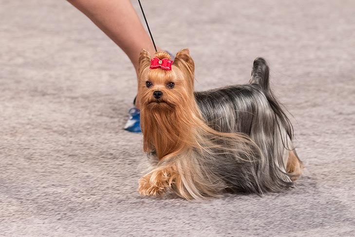 Best of Breed: GCHS CH Caraneal's Bugsy Malone, Yorkshire Terrier; Toy Group judging at the 2016 AKC National Championship presented by Royal Canin in Orlando, FL.