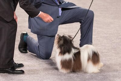 Best of Breed: GCHS CH Zona Rosa's I'll Take Manhattan, Havanese; Toy Group judging at the 2016 AKC National Championship presented by Royal Canin in Orlando, FL.