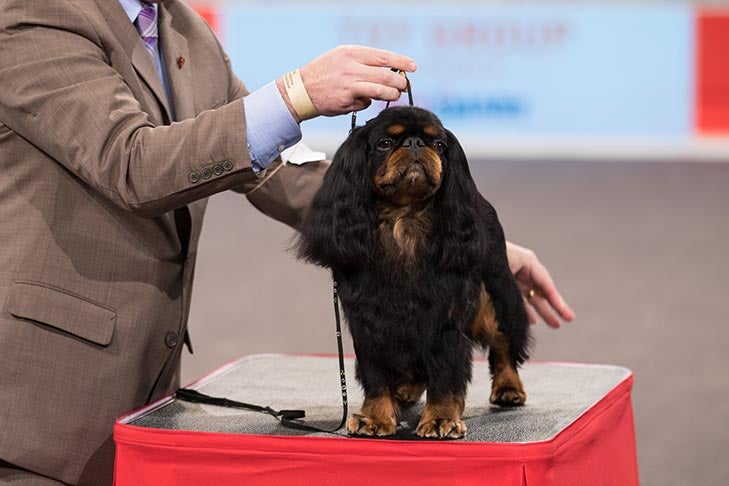 BBE Toy Group Third, Best of Breed, and Best Bred By in Breed/Variety: CH Clussexx Paddington Of Flivverway, English Toy Spaniel (King Charles & Ruby); Toy Group judging at the 2016 AKC National Championship presented by Royal Canin in Orlando, FL.