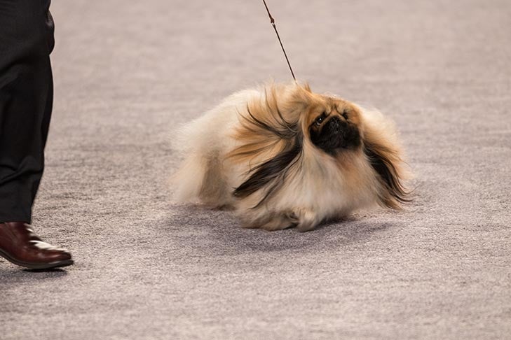 Toy Group Fourth, BBE Toy Group First, Best of Breed, and Best Bred By in Breed/Variety: GCHB CH Pequest Pickwick, Pekingese; Toy Group judging at the 2016 AKC National Championship presented by Royal Canin in Orlando, FL.
