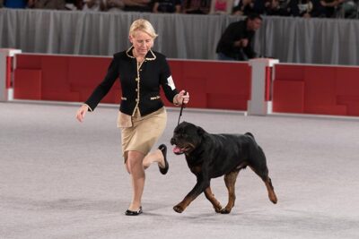 Best of Breed: GCHP CH Big Beach's Rhumba Man, Rottweiler; Working Group judging at the 2016 AKC National Championship presented by Royal Canin in Orlando, FL.