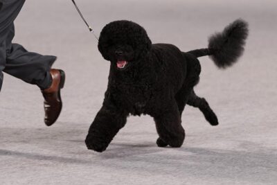 Working Group Third and Best of Breed: GCHS CH Aviators Lady's Man De Remis, Portuguese Water Dog; Working Group judging at the 2016 AKC National Championship presented by Royal Canin in Orlando, FL.