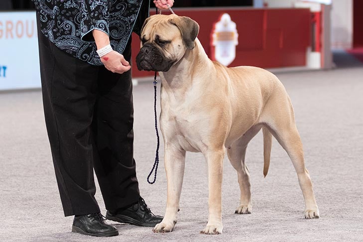 BBE Working Group Third, Best of Breed, Best of Winners, Best Bred By in Breed/Variety, Winners Bitch, and BBE- -B-1: Beowulf Spectacular Splash, Bullmastiff; Working Group judging at the 2016 AKC National Championship presented by Royal Canin in Orlando, FL.