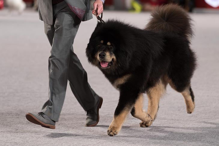 Best of Breed: GCH CH Dreamcatcher Cairbre To Lokis Major At Aujudon, Tibetan Mastiff; Working Group judging at the 2016 AKC National Championship presented by Royal Canin in Orlando, FL.