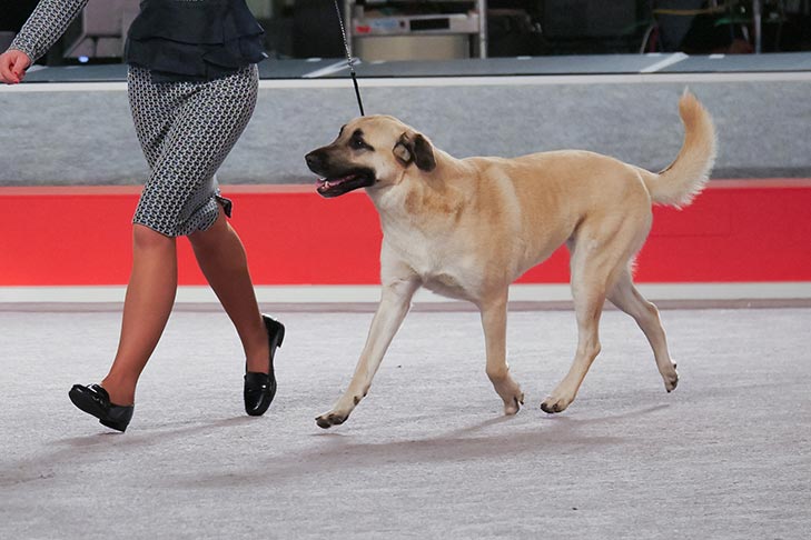 Best of Breed: GCH CH Island Farm's Bonnie, Anatolian Shepherd Dog; Working Group judging at the 2016 AKC National Championship presented by Royal Canin in Orlando, FL.