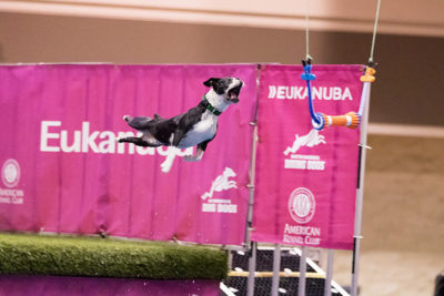 Boston Terrier at a 2016 North American Diving Dogs dock diving competition.