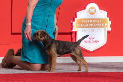 BBE Terrier Group First, Best of Breed, and Best Bred By in Breed/Variety: GCHB CH Meadowlake . . . Until Now, Border Terrier; Best Bred By Exhibitor in Show judging at the 2017 AKC National Championship presented by Royal Canin, Orlando, FL.