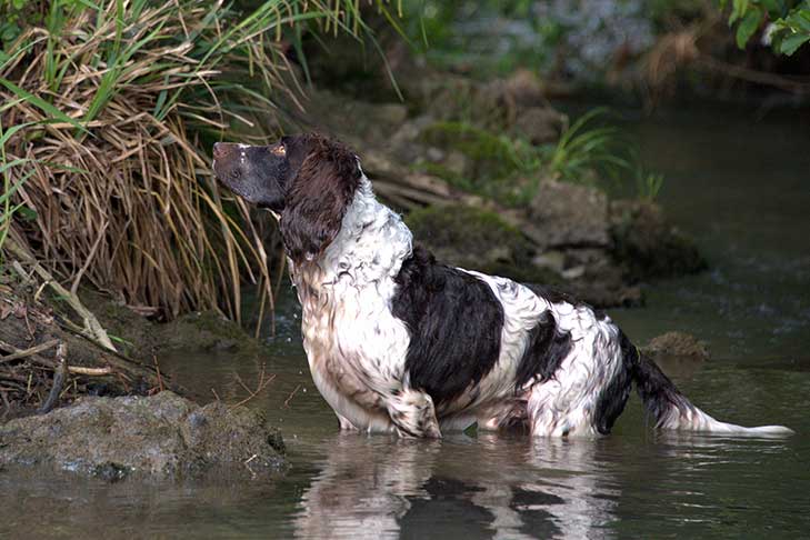 A wet Deutscher Wachtelhund knee-deep in a pond.