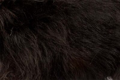 Affenpinscher coat detail.
