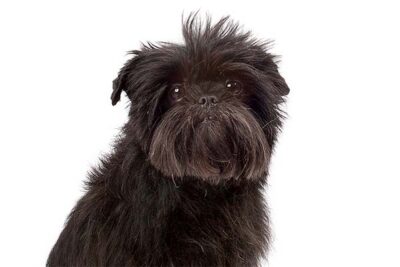 Affenpinscher head portrait.
