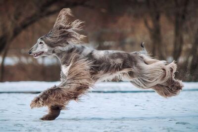 Afghan Hound running in profile in the snow.