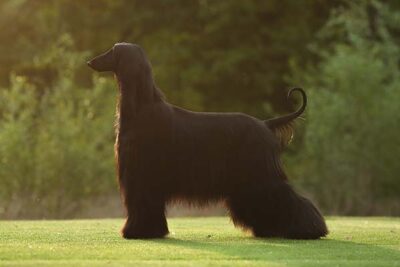 Afghan Hound standing in profile outdoors.