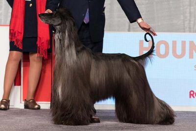 Afghan Hound at the 2016 AKC National Championship.